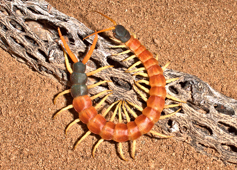 Giant Desert Centipede reference