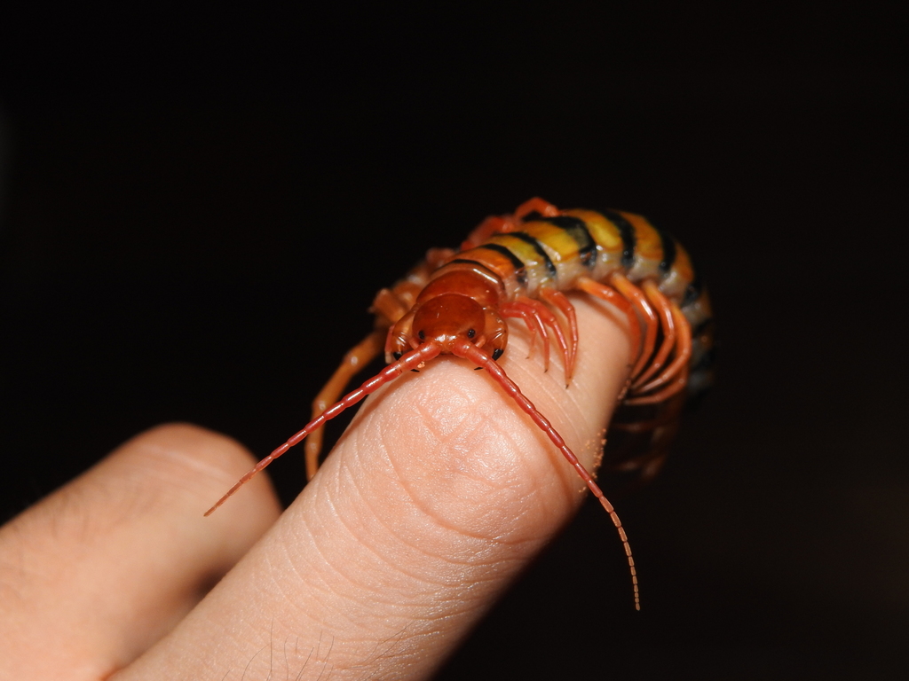 Red-headed Centipede reference