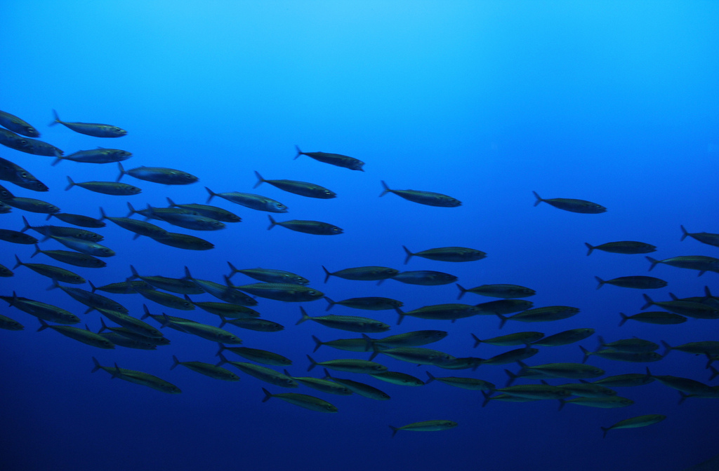 Pacific Chub Mackerel reference