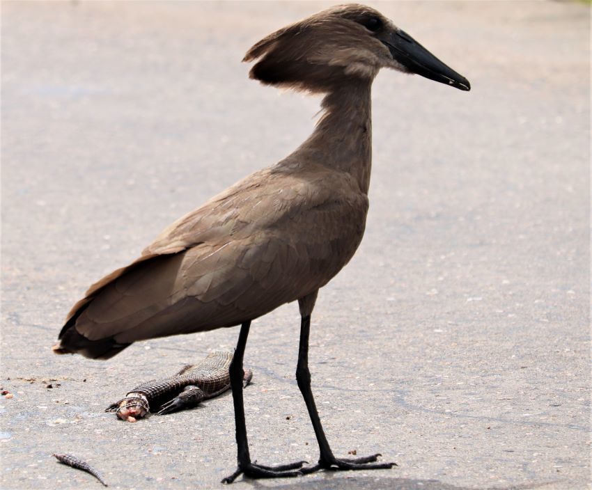 Hamerkop reference