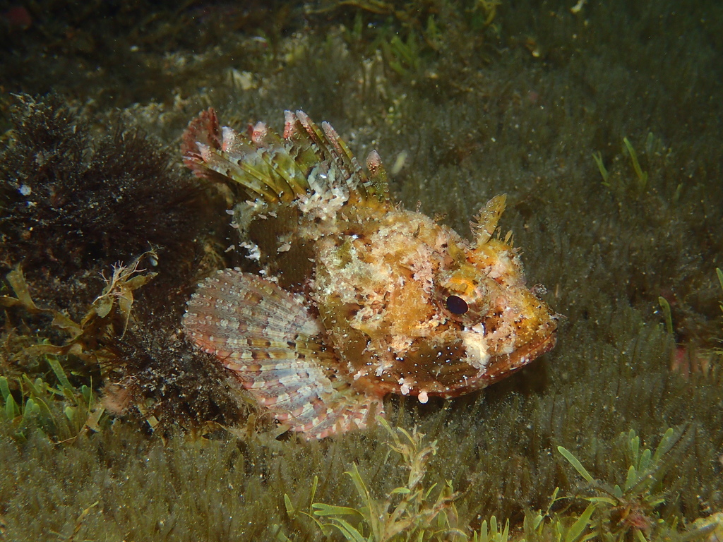 Black Scorpionfish reference