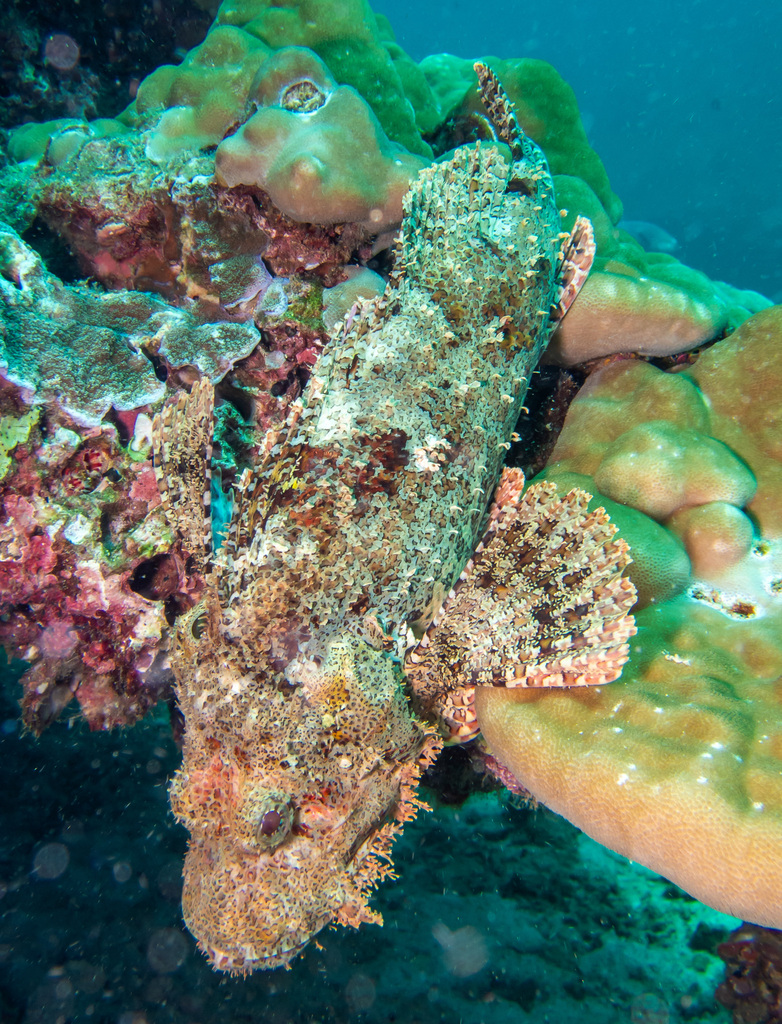 Smallscale Scorpionfish reference