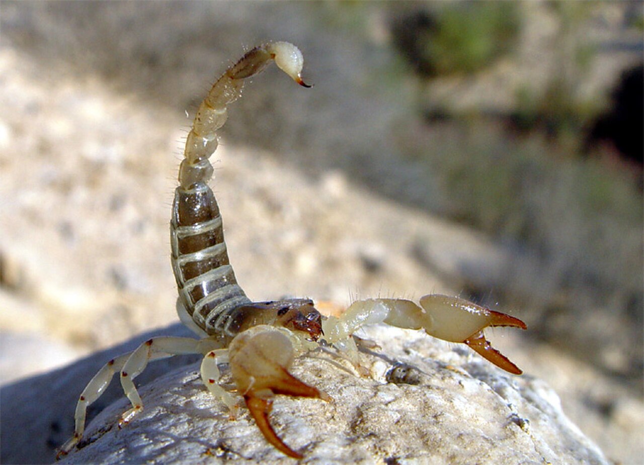 Large-clawed Scorpion reference