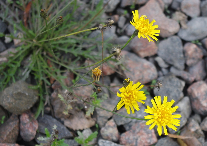 Autumn Hawkbit reference