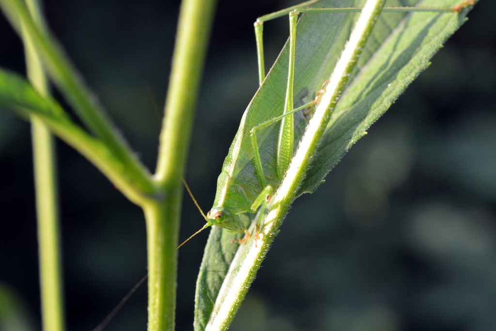 Curve-tailed Bush Katydid reference