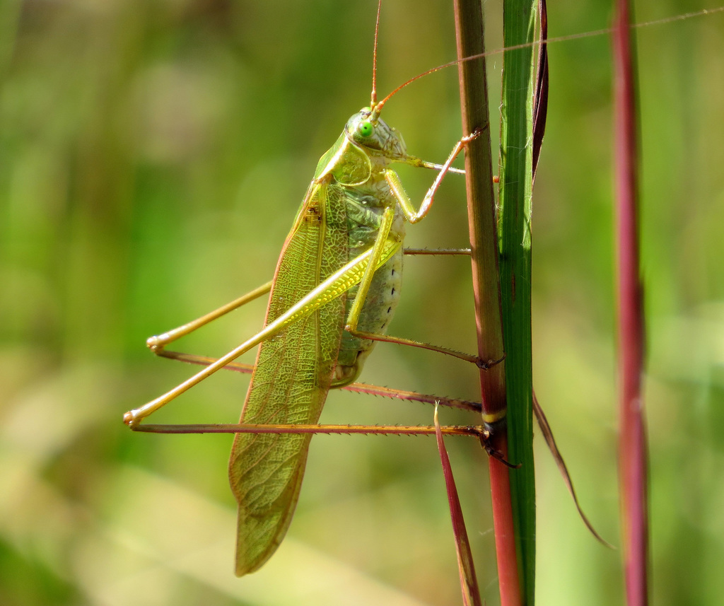 Fork-tailed Bush Katydid reference