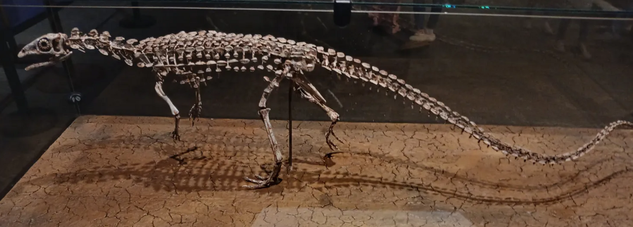 Scutellosaurus lawleri reference