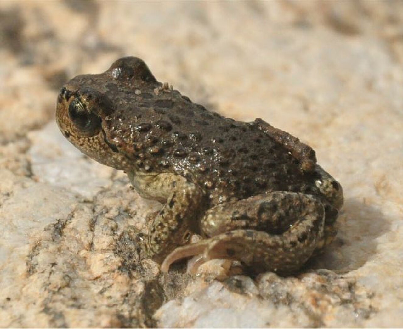 Xizang Alpine Toad reference