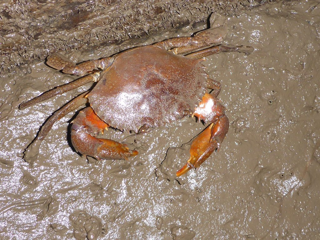 Mud Crab reference