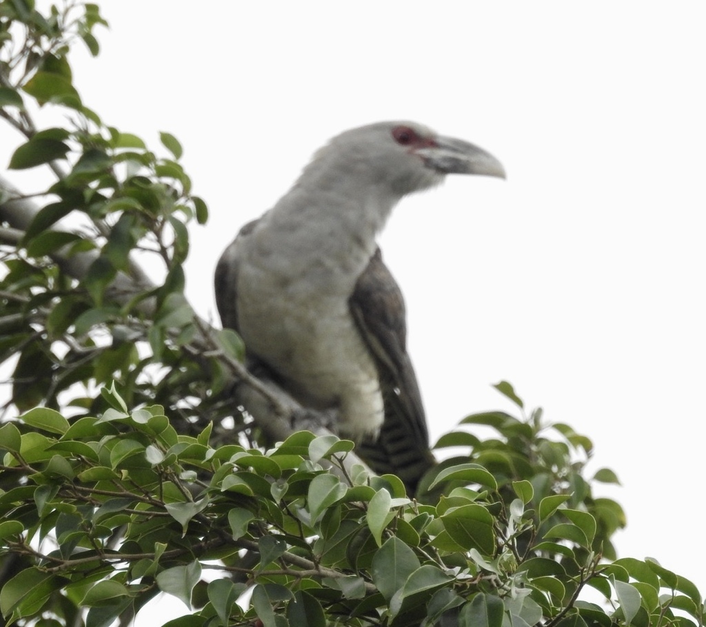 Channel-billed Cuckoo reference