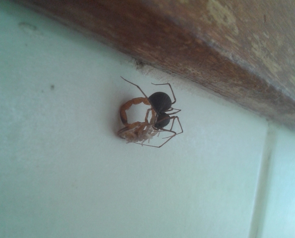 Brown Spitting Spider reference