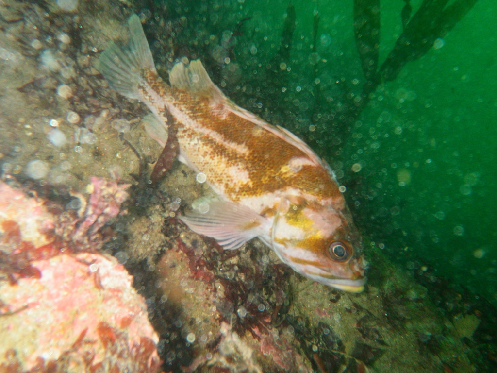 Copper Rockfish reference