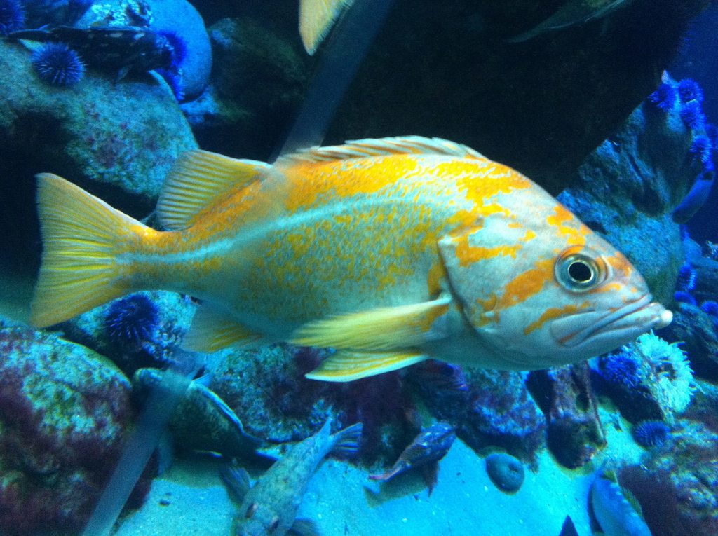 Canary Rockfish reference
