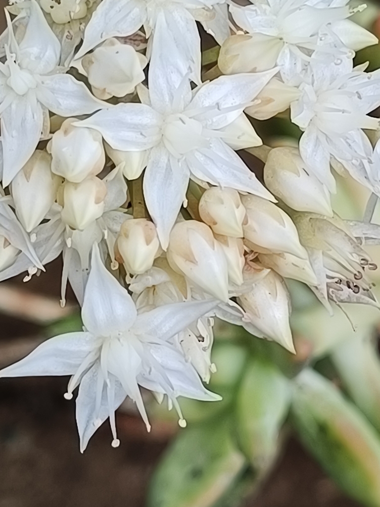 Coppertone Stonecrop reference