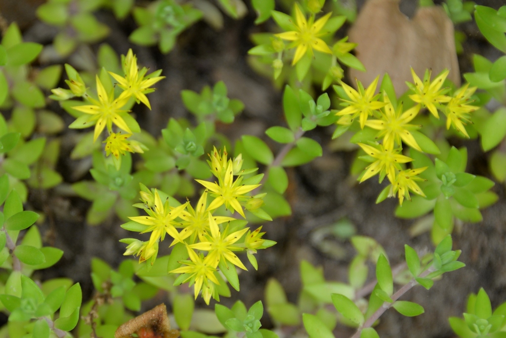 Stringy Stonecrop reference