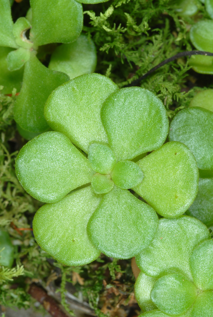 Woodland Stonecrop reference