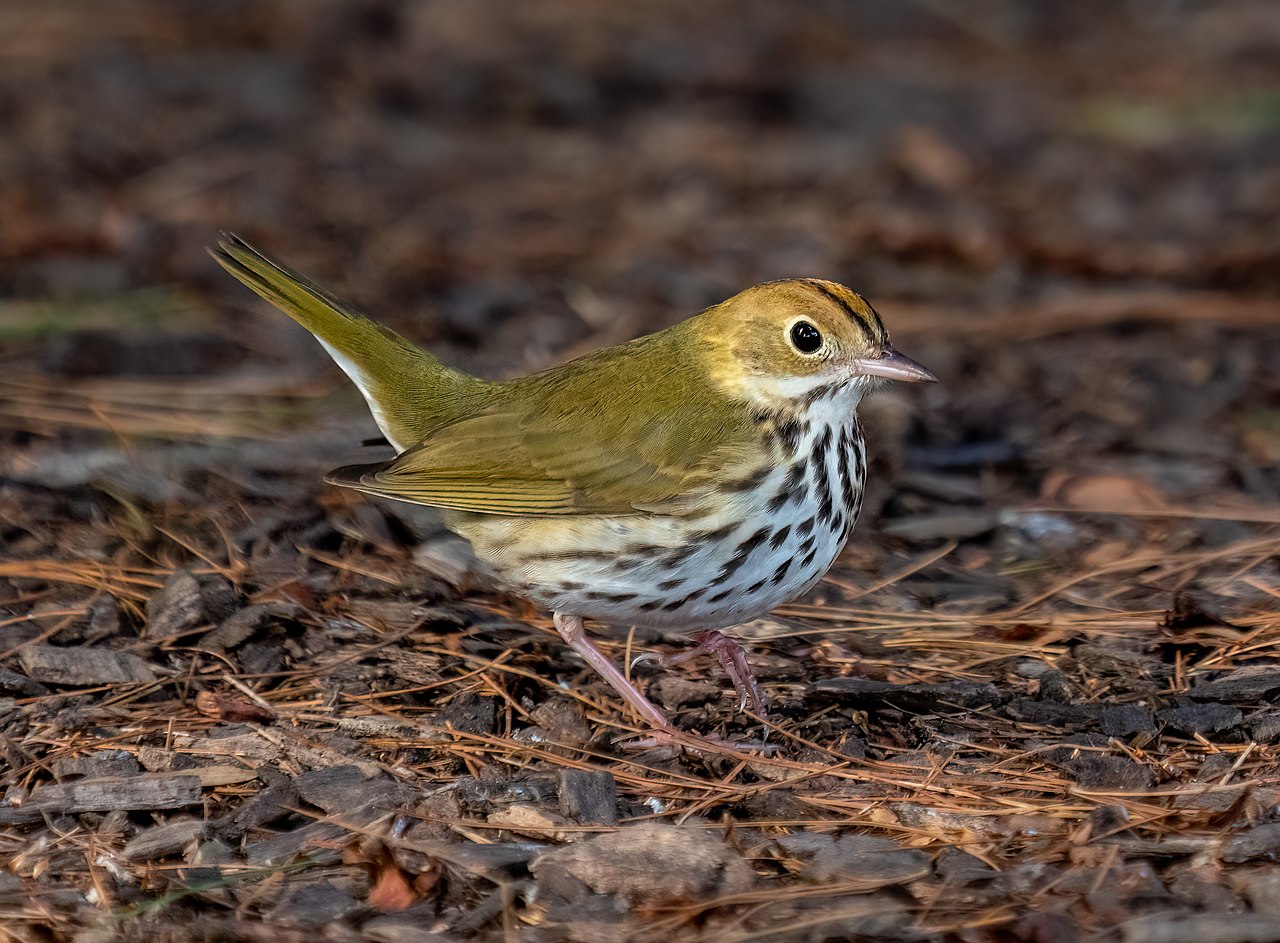 Ovenbird reference