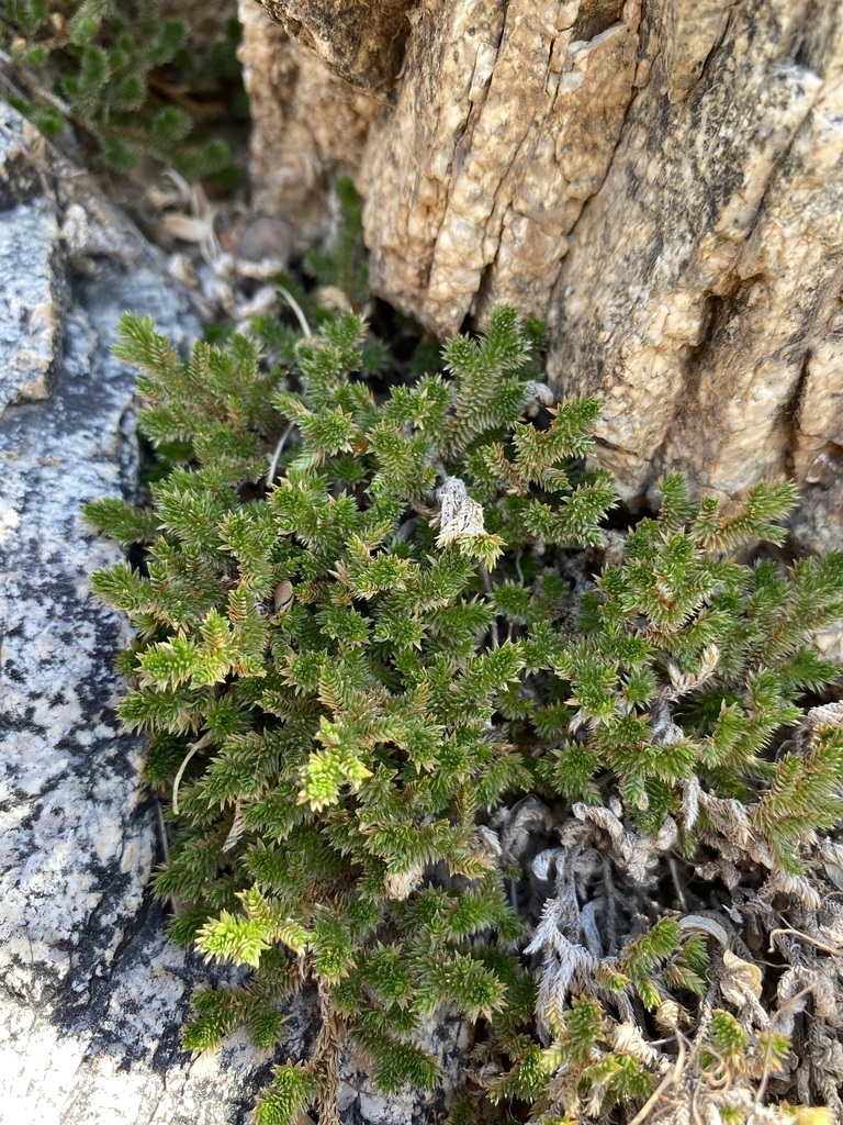 Arizona Spike-moss reference