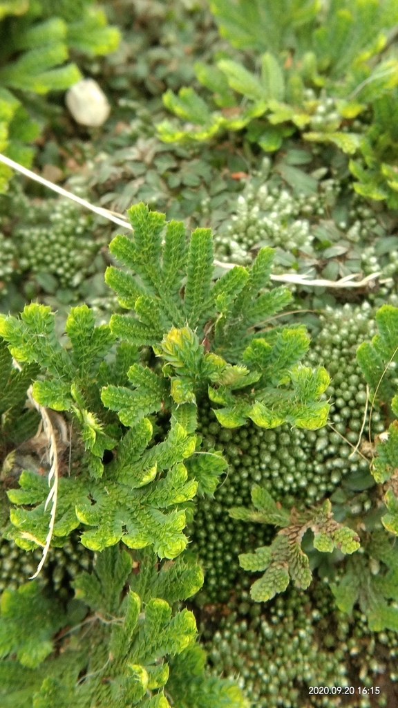 Resurrection Selaginella reference