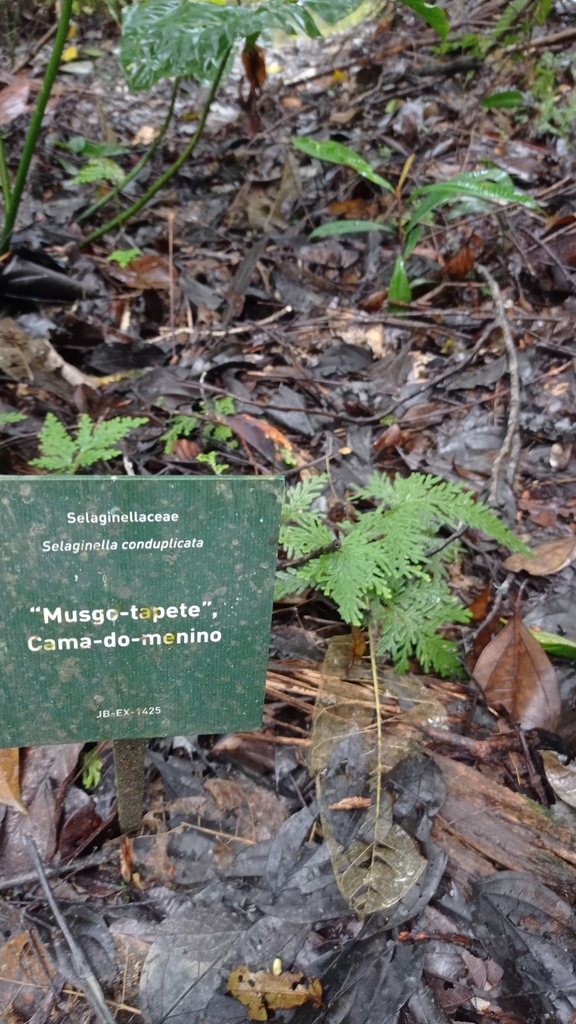 Selaginella conduplicata reference