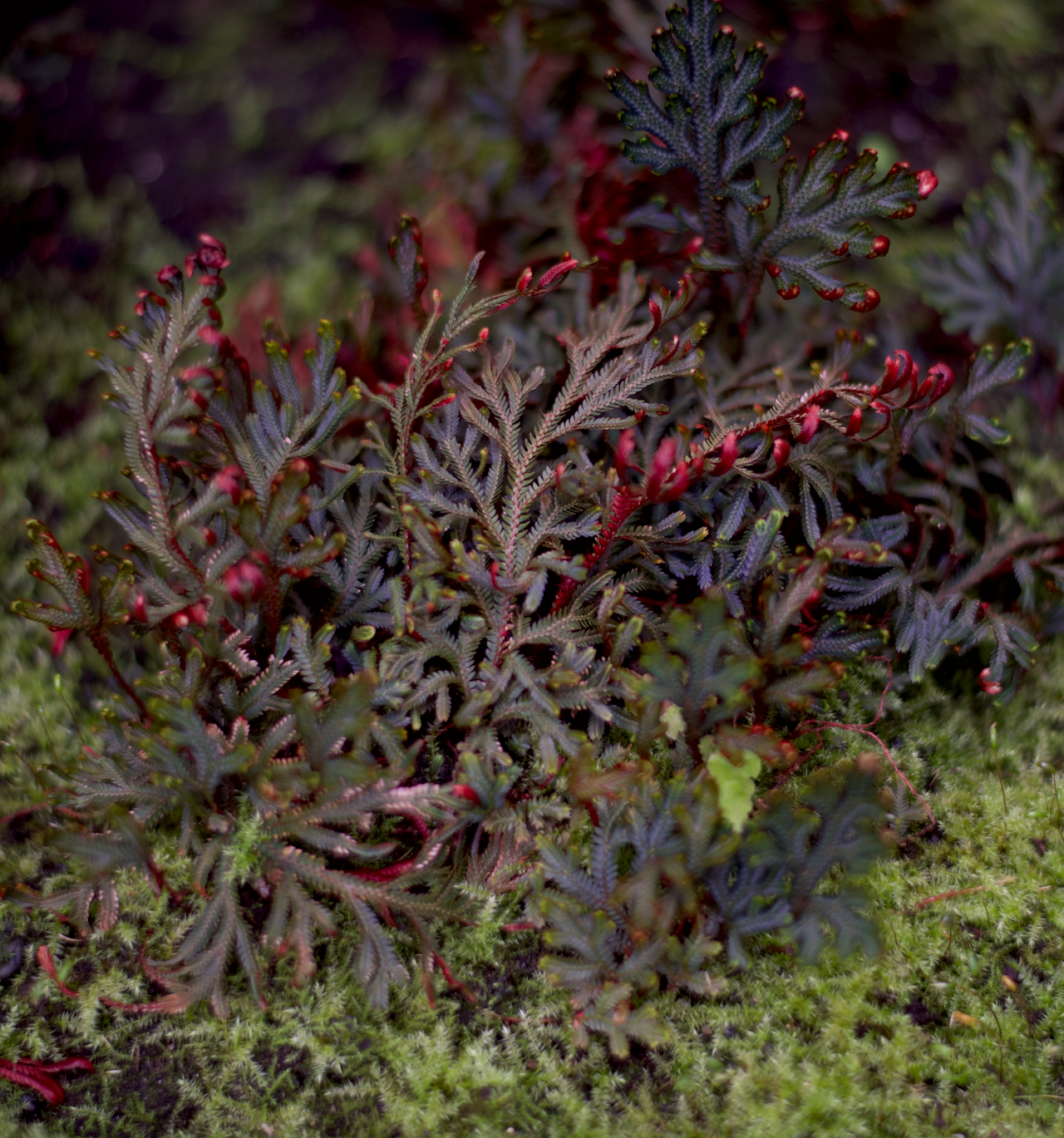 Club Moss reference