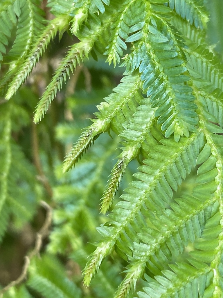 Spikemoss reference