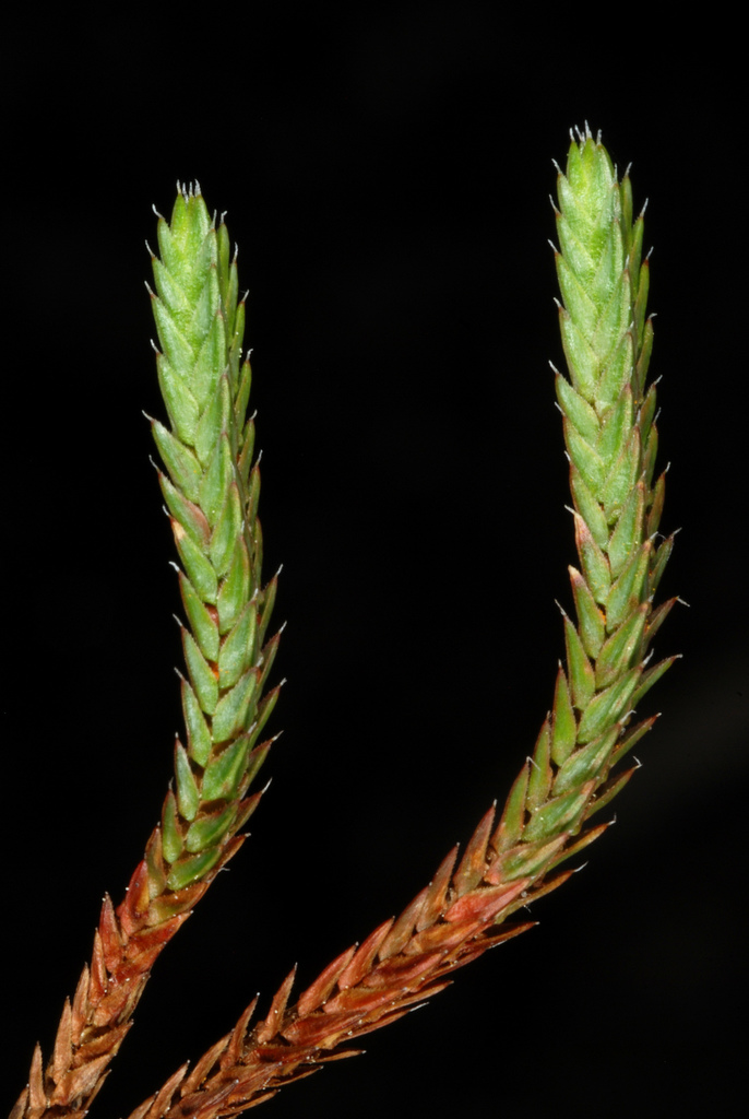 Rock Spikemoss reference
