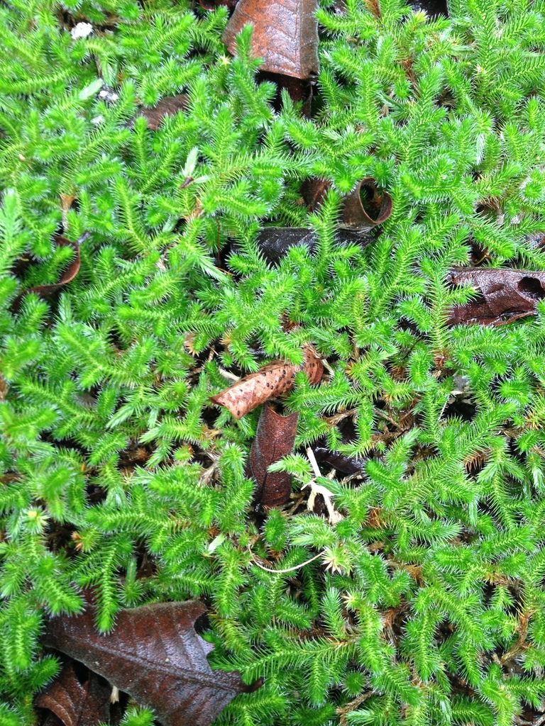 Sellow's Spike-moss reference