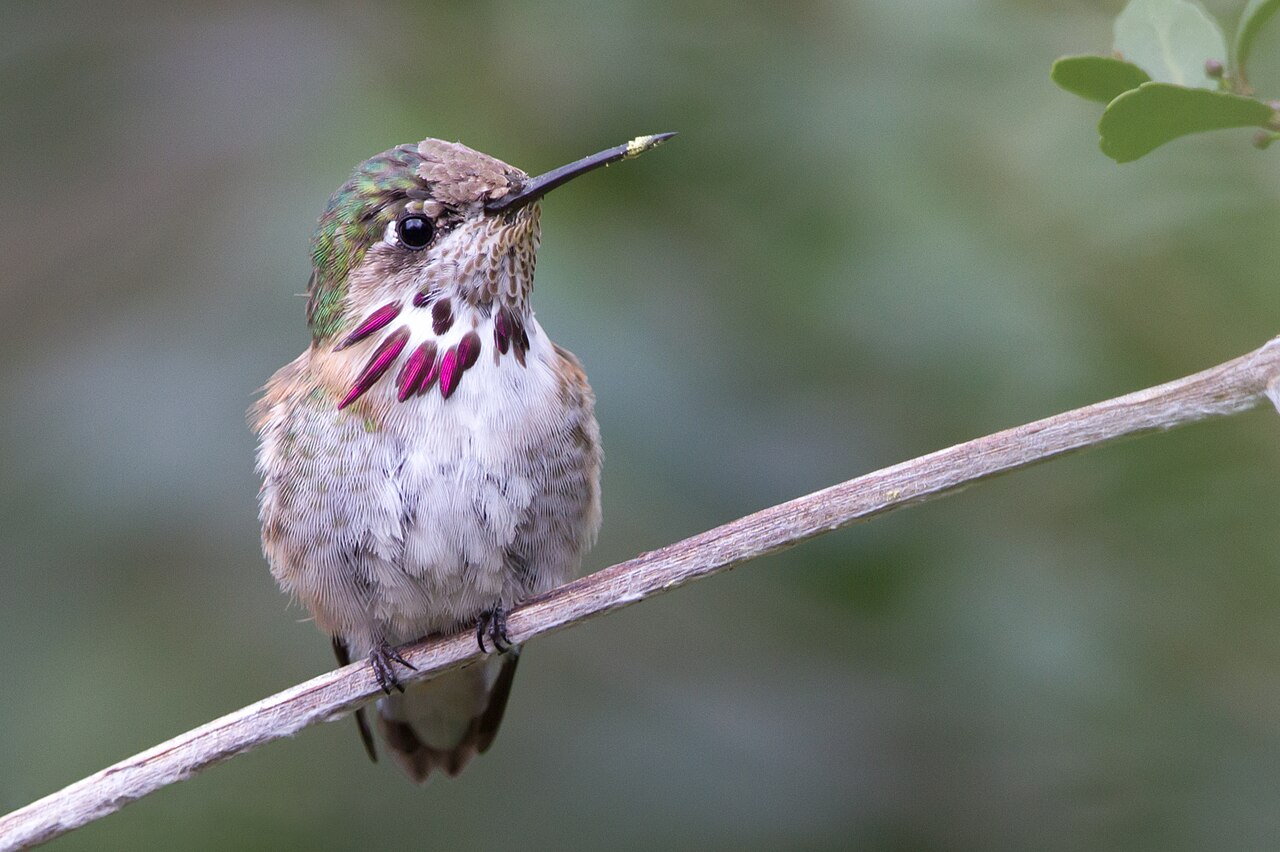 Calliope Hummingbird reference