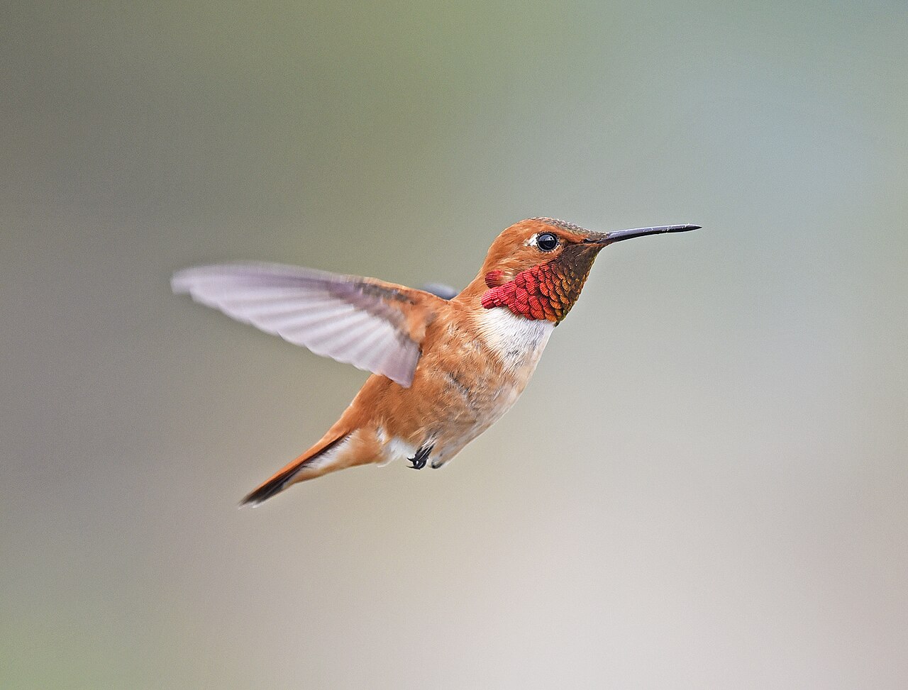 Rufous Hummingbird reference