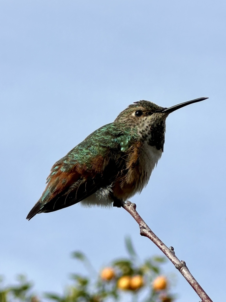 Allen's Hummingbird reference