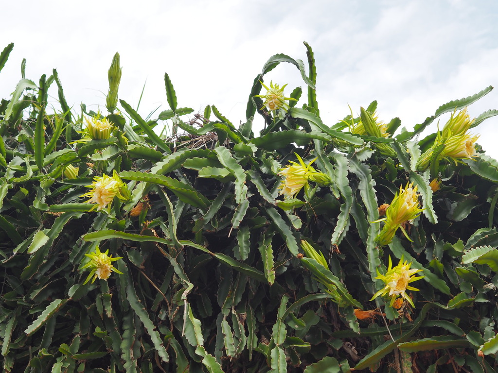 Night-blooming Cereus reference