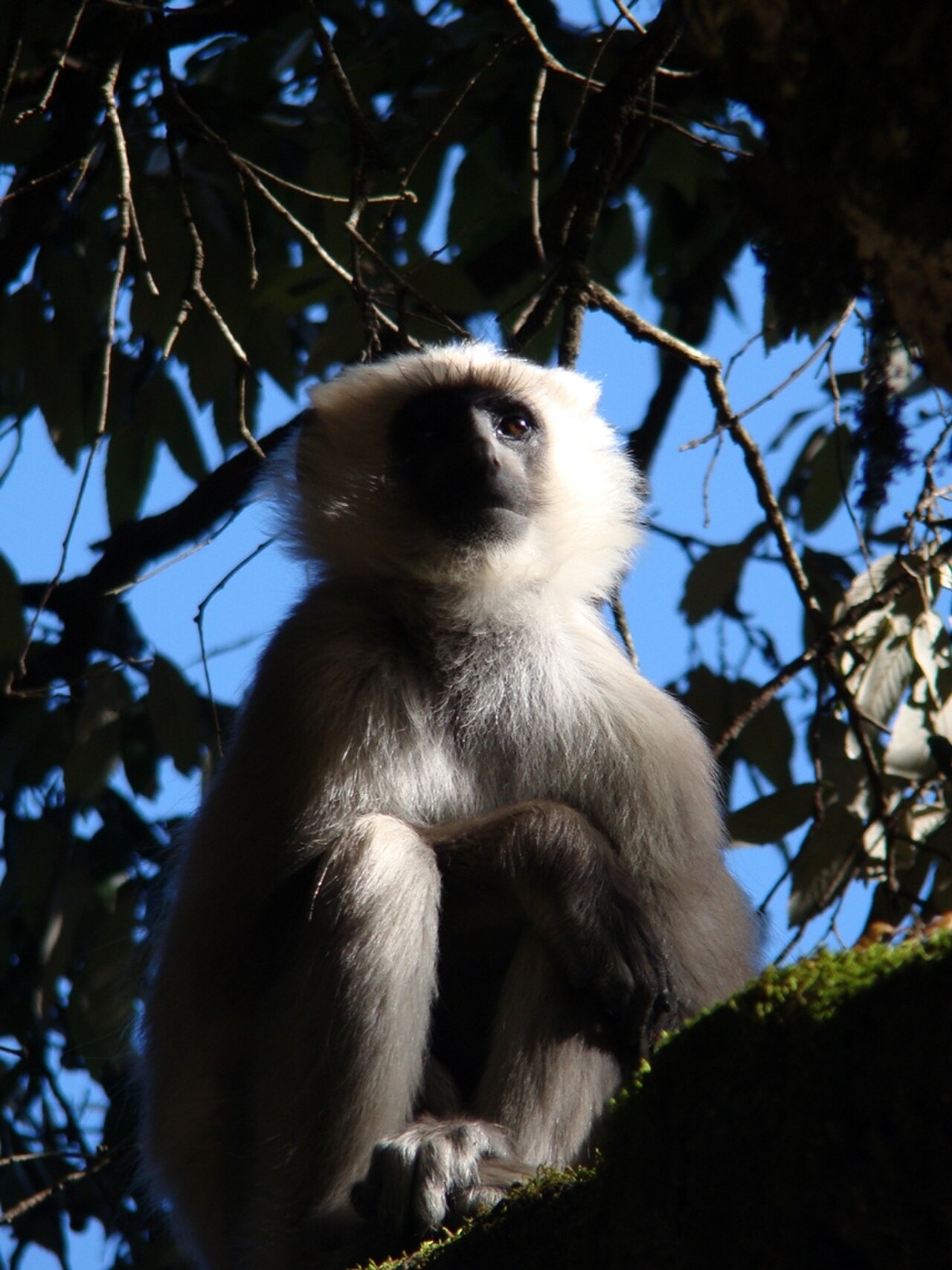 Semnopithecus hector reference