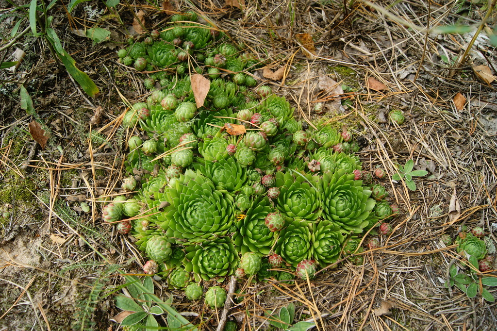 Rolling Hen-and-chicks reference