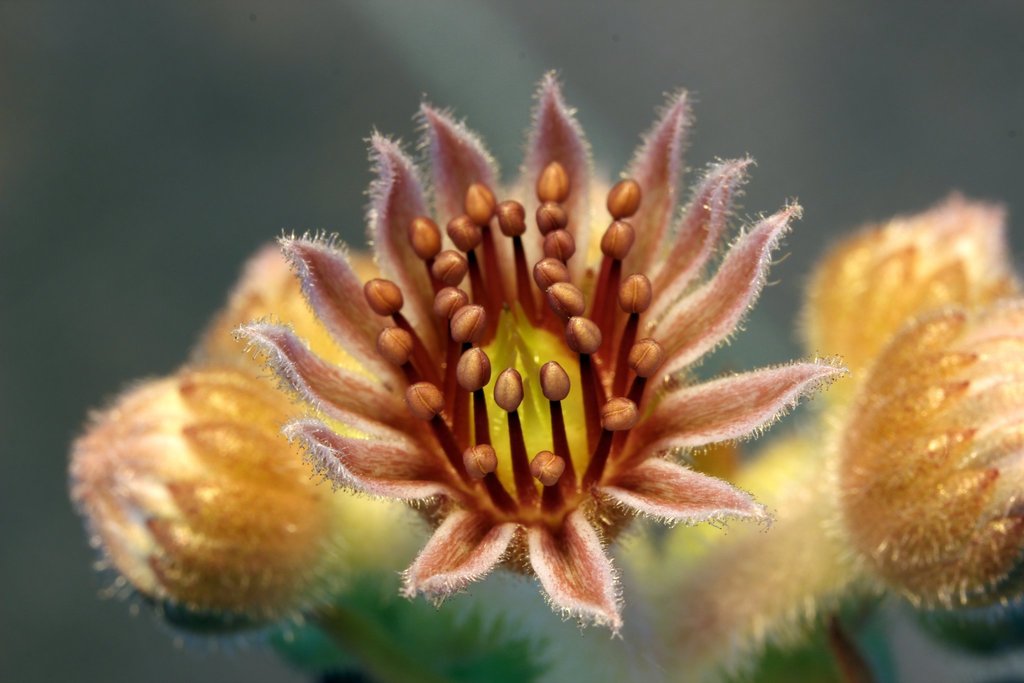 Houseleek reference