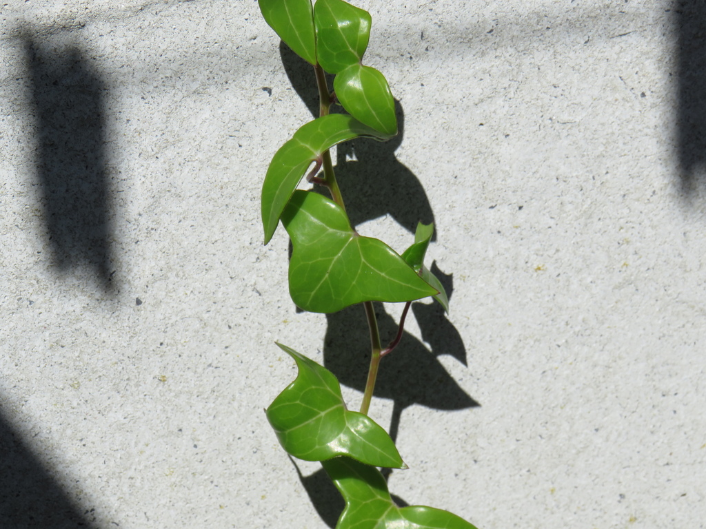 Wax Vine reference