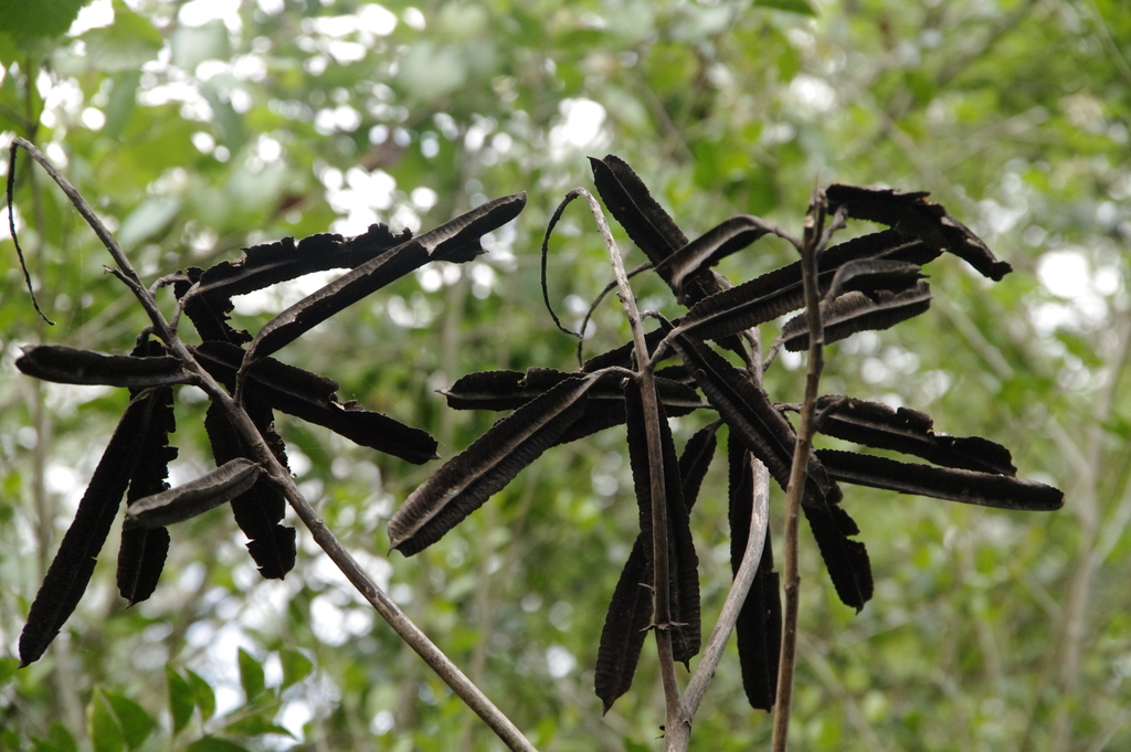 Candelabra Bush reference