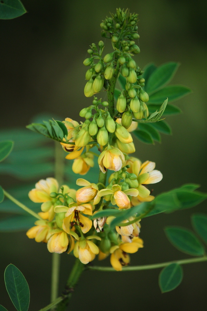 Maryland Senna reference