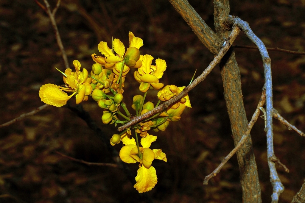 Munzungu reference