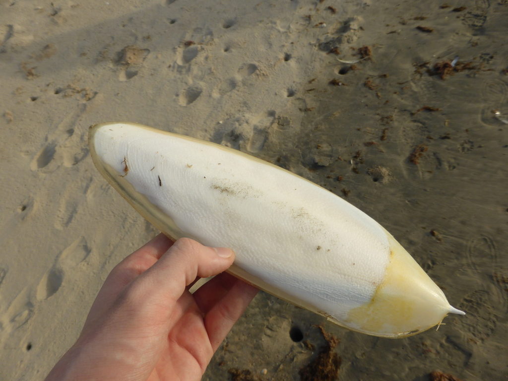 Giant African Cuttlefish reference