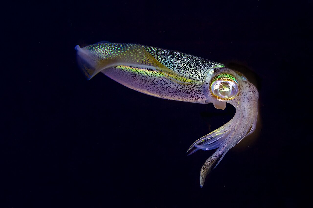 Bigfin Reef Squid reference