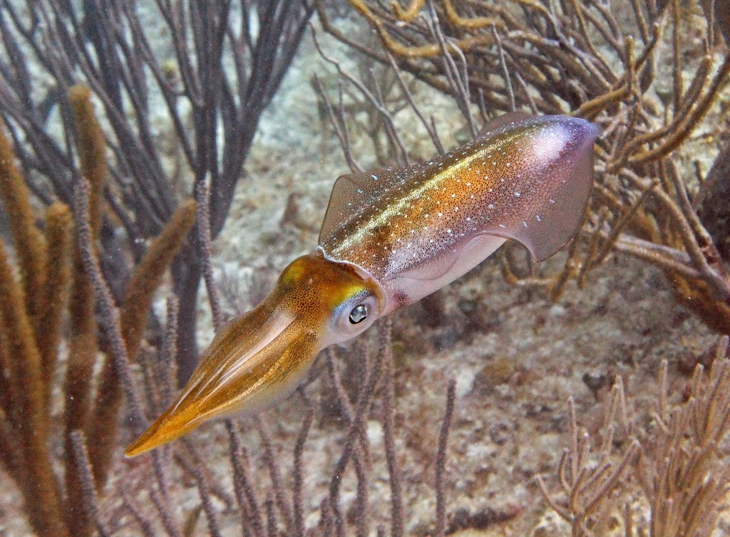Caribbean Reef Squid