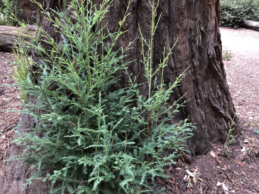 coast redwood reference