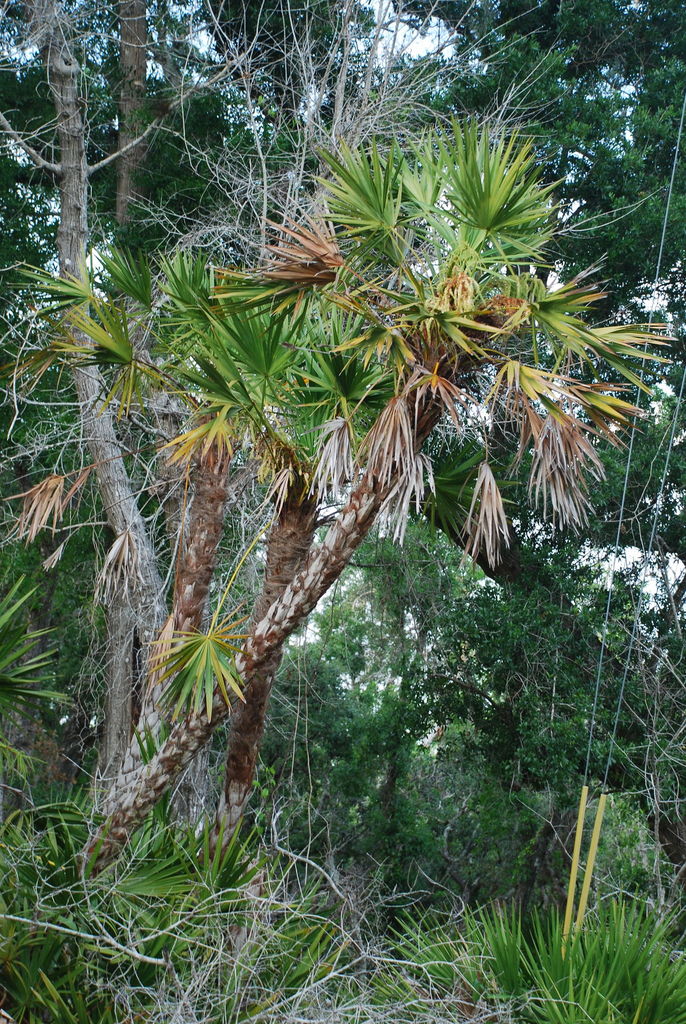 saw palmetto reference