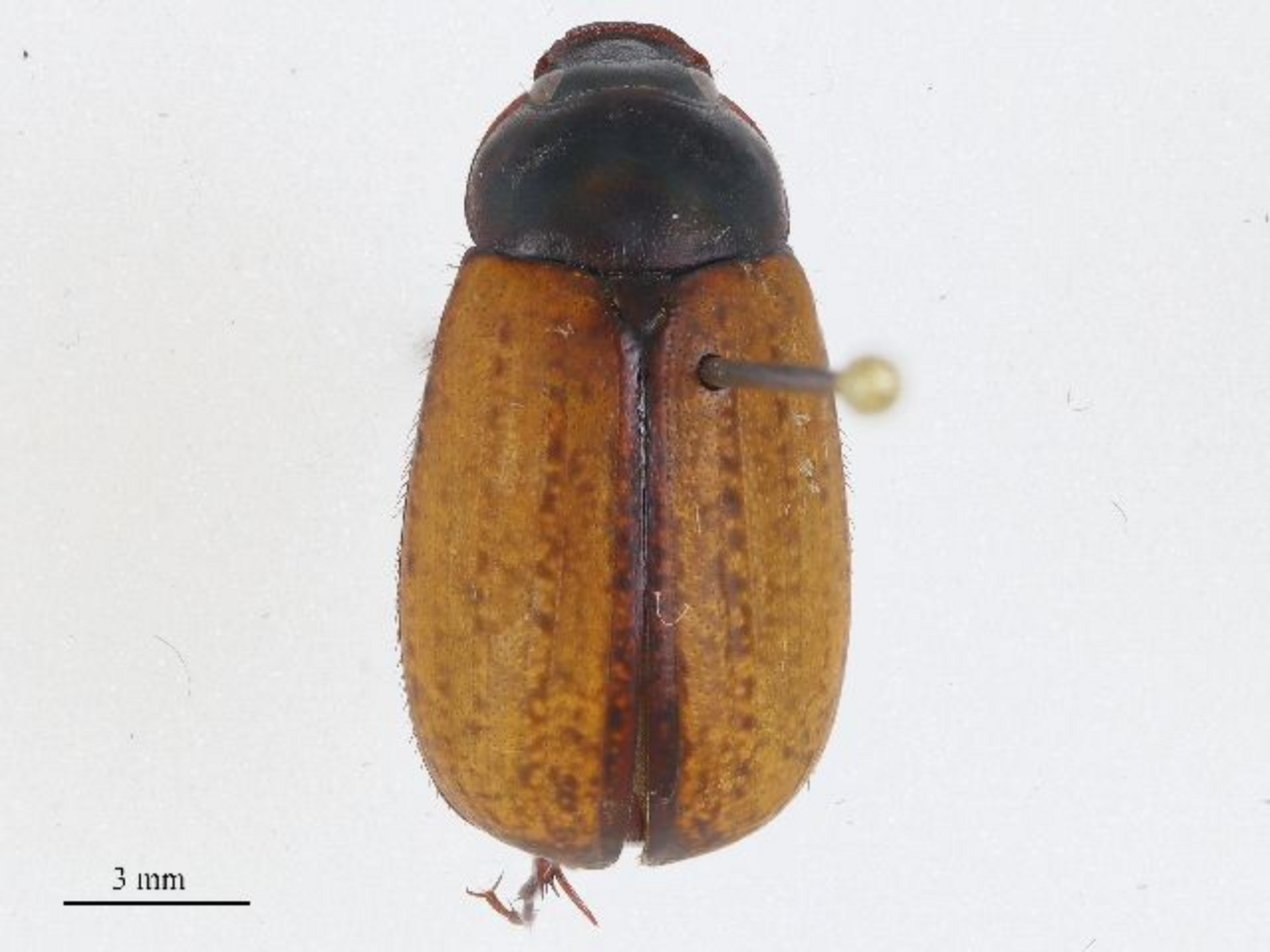 Sericesthis geminata reference