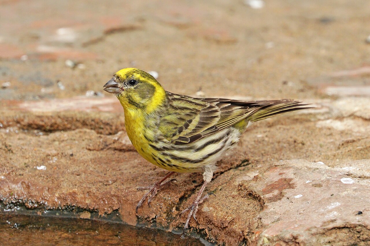 European Serin reference