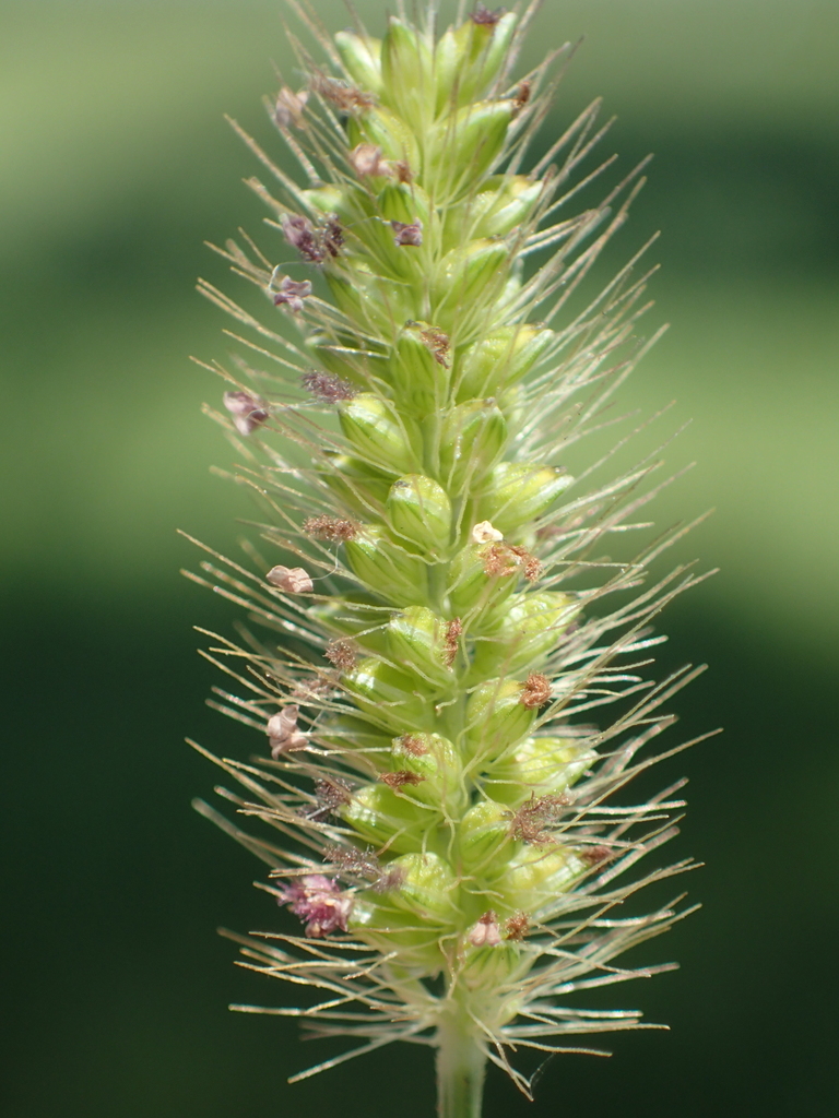 knotroot bristlegrass reference