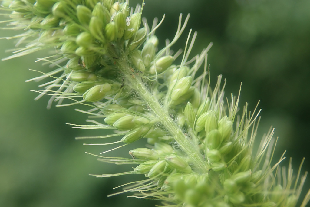 Green Bristle Grass reference