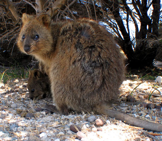 Quokka reference