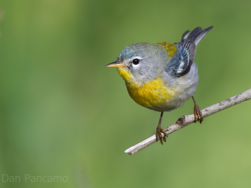 Northern Parula reference